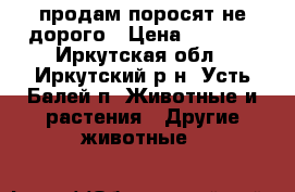 продам поросят не дорого › Цена ­ 4 500 - Иркутская обл., Иркутский р-н, Усть-Балей п. Животные и растения » Другие животные   